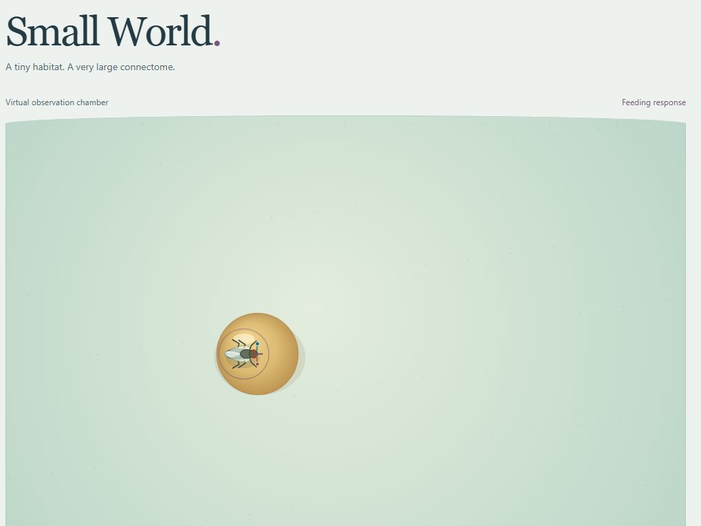 The Small World habitat: a fly on a food source inside a virtual observation chamber